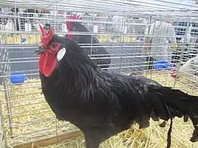 Coq de La Flèche noir avec sa crête caractéristique.