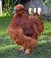 Coq rouge