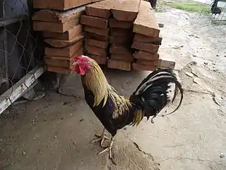 Un jeune coq