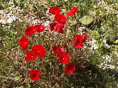 Coquelicots