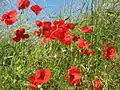 Coquelicots rue du Docq Tongrinne