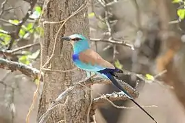 Coracias abyssinica