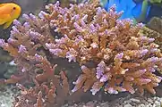 Corail Acropora sp.