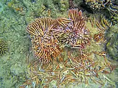 Colonie de corail fracassée, par une ancre ou par un baigneur maladroit. Si elle survit, elle mettra plusieurs longues années à se reconstituer.