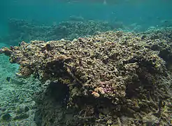 Corail dégradé en certaines parties du platier corallien.