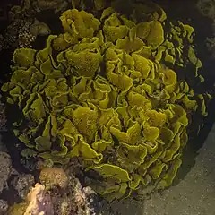 Description de l'image Coral (Turbinaria reniformis), parque nacional Ras Muhammad, Egipto, 2022-03-27, DD 182.jpg.
