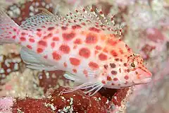 Description de l'image Coral Hawkfish.jpg.