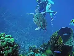 Tortue verte avec un poisson rémora sur le dos