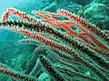 Corail (mou ou dur) alcyonacea