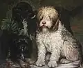 Trois chiens : chien de berger anglais, setter noir et terrier, vers 1862