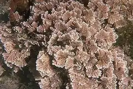 Corallina elongata