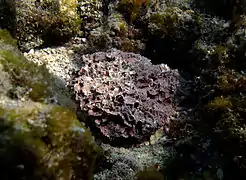 Corallinales encroûtante non identifiée.