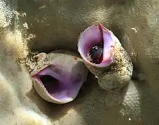 Coralliophila violacea à La Réunion.