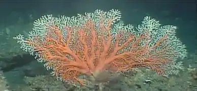 Corallium elatius