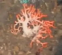 Corallium konojoi