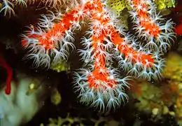 Le « corail rouge » de Méditerranée est un octocorail, dont les polypes ont 8 tentacules.