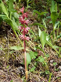 Description de l'image Corallorhiza striata orchid in Alberta.JPG.