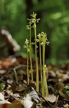 Corallorrhiza trifida