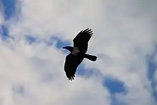 Un corbeau, symbole de la tournée.