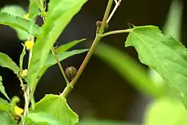 Fleurs et capsules