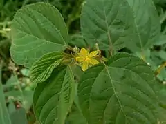 Fleur, 5 sépales vert pâle, 5 pétales jaunes