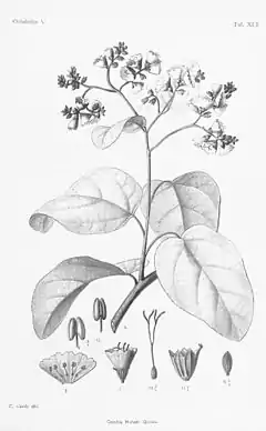 Description de l'image Cordia africana.jpg.