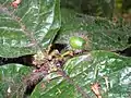 Jeune fruit de Cordia nodosa