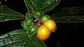 Fruits de Cordia nodosa