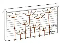 De g. à d. : cordon Charmeux horizontal (1830), cordon Charmeux vertical alterné (1852), cordon Charmeux vertical opposé.