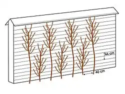 De g. à d. : cordon Charmeux horizontal (1830), cordon Charmeux vertical alterné (1852), cordon Charmeux vertical opposé.