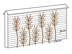 De g. à d. : cordon Charmeux horizontal (1830), cordon Charmeux vertical alterné (1852), cordon Charmeux vertical opposé.