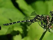 Cordulegaster bidentata