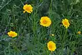 Coreopsis ( Livonia ).