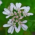 Fleurs extérieures de l'ombellule asymétriques.