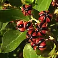 Fruits de Coriaria myrtifolia.