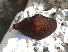 Coriocella nigra, un gastéropode prosobranche à coquille interne de la famille des Velutinidae.