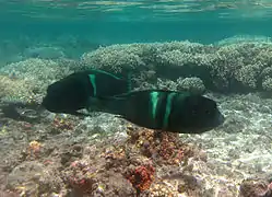 Deux girelles clowns (Coris aygula) en phase terminale