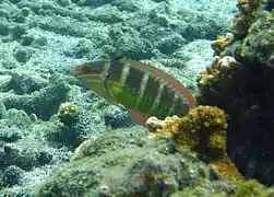 Une girelle à tache caudale (Coris caudimacula)