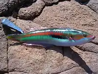 Une girelle royale pêchée : ce poisson fait objet d'une pêche active (Notamment en Provence) il est l'un des ingrédients de la bouillabaisse. Il est aussi très présents en aquarium.