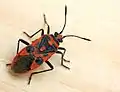 Coryzus hyoscyami, la punaise de la jusquiame.