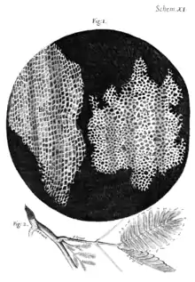 Dessin des premières « cellules » observées dans des coupes d'écorce d'arbre par Robert Hooke en 1665.