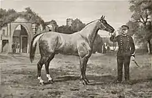 Portrait de cheval tenu en main vu de profil