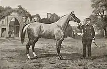 Reproduction d'un tableau d'Adhémar Louis Gaspard de Clermont-Gallerande (1837-1895) représentant l'étalon Corlay.