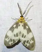 Corma maculata