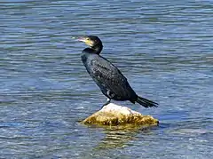 Un grand Cormoran au sud de l'Esplanade d'Aix-les-Bains.