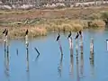 Cormorans près du río Guadalquivir.