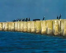 Grands cormorans sur les murs du réservoir