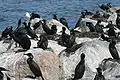 Une colonie de cormorans de Brandt