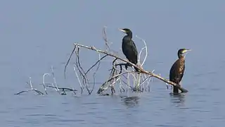 Vue d'un couple de cormorans perchés sur une branche émergeant d'un plan d'eau.