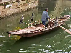 Pêche au cormoran